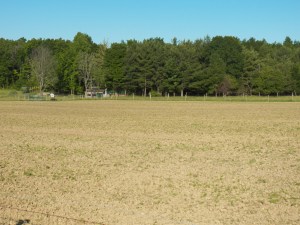 Newly planted field