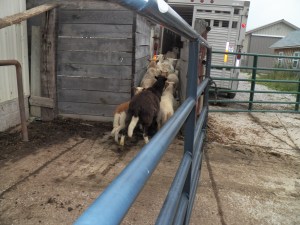 The sheep boarding the trailer