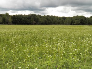 Buckwheat Blooms in July