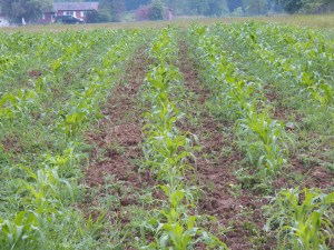 Much better than last year's!