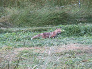 Momma fox on the hunt