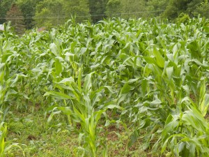 Open pollinated and looking good