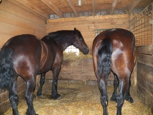 Knight and Hoss ... "Chillin"