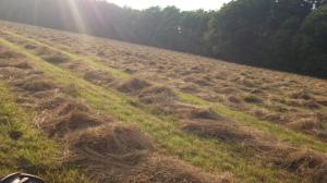 Fluffy Windrows in the Sunset