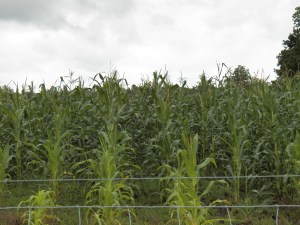 Our corn towers above the five foot fence
