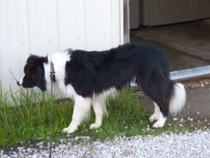 Cinch checks out a kitty