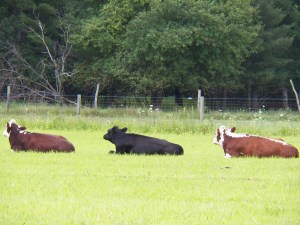Three of our girls resting