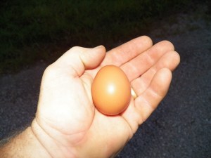 Pullet Egg