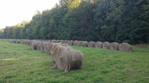 I just got to get them home