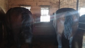 Knight and Hoss enjoy breakfast