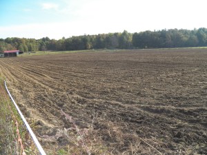 One of the planted spelt fields