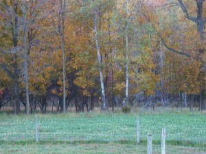 White clover blooms against a colorful backdrop