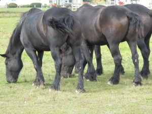 Knight,Hoss and Duke enjoy a nice afternoon