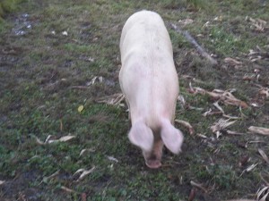 One of our gilts enjoying her pasture