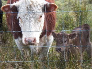 T-Bone and his mother checking me out