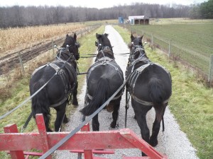 Plenty of horse power