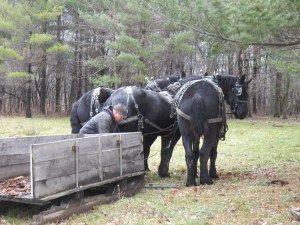 Hitching the boys to the sled