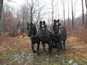 Headed for the woodshed