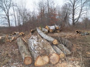 Top logs waiting to be worked up.