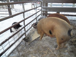 Cinch introduces himself