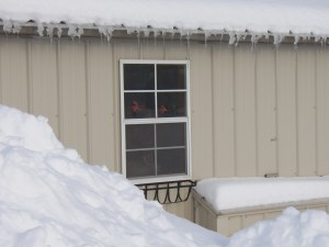 The hens think I'm crazy