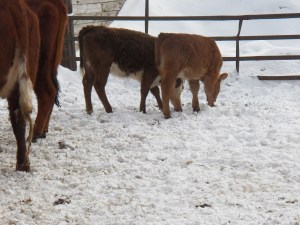 Two pals share a meal
