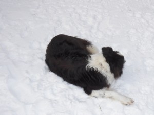 Cinch waits while I fill the water trough