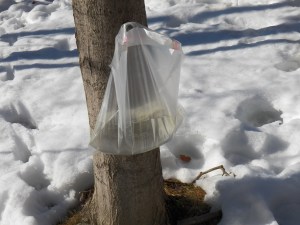 Clearly it begins...