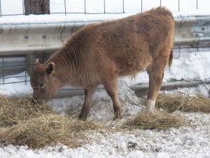 Little bull munching hay