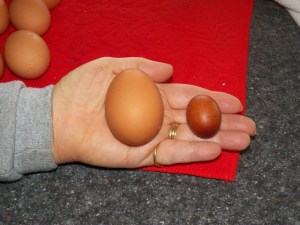 The end of the egg strain