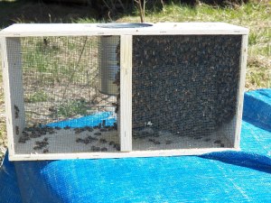 10,000 ladies arrive at the farm