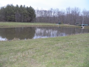 The back pond, home to a goose family