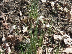Wild Onions