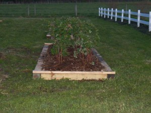 Newly planted raspberries