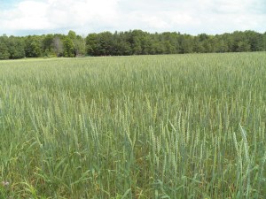 one of our speltz fields