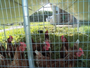 Our hens inside their portable shelter