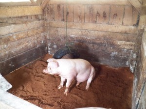 All tuckered out from playing with the tire swing!