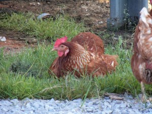 The Lil Red Hen takes a break!