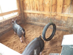 One of our gilts watches a bird