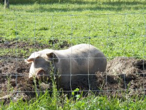 Momma Pig enjoying a day out