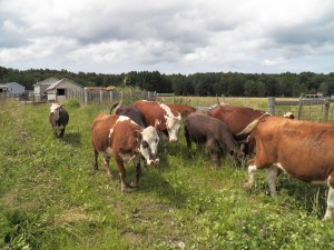 Ka-boss, come along girls