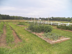 Mid-July garden starting to prosper
