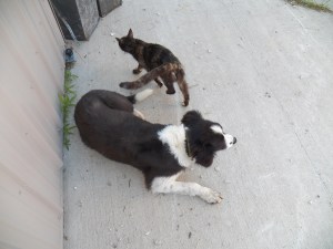 Cinch and Ugly Cat hanging out