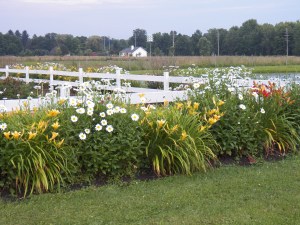 our garden border in full bloom