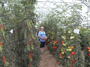 Now, these are tomatoes!!!