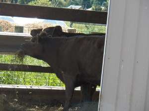 One, Two, Three....Moooo!