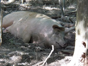 Relaxing in the shade