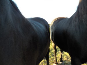 Surrounded by the Boys