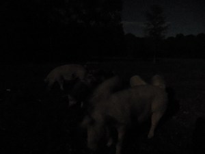 munching in the moonlight