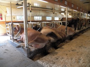 A Jersey cow rests in her bed at Billings Farm Museum